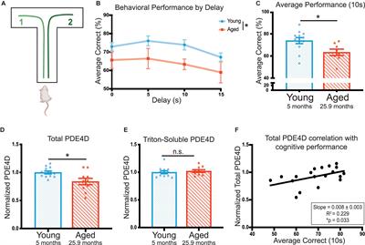 Phosphodiesterase PDE4D Is Decreased in Frontal Cortex of Aged Rats and Positively Correlated With Working Memory Performance and Inversely Correlated With PKA Phosphorylation of Tau